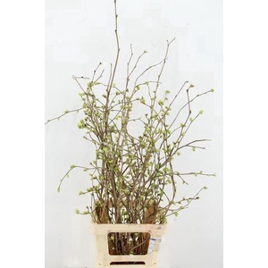 CORYLOPSIS S CYNTHIA 080CM