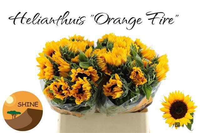 <h4>HELI ORANGE FIRE</h4>