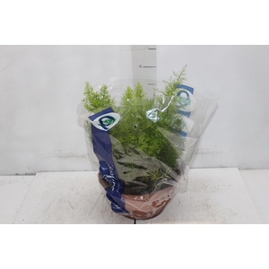 ASPARGO ALFINETE C21