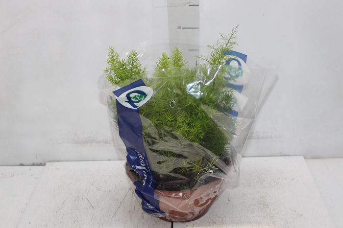 <h4>ASPARGO ALFINETE C21</h4>