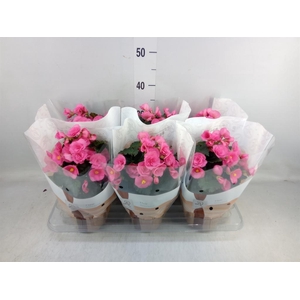 Begonia elat. HL 'Adonia Pink'
