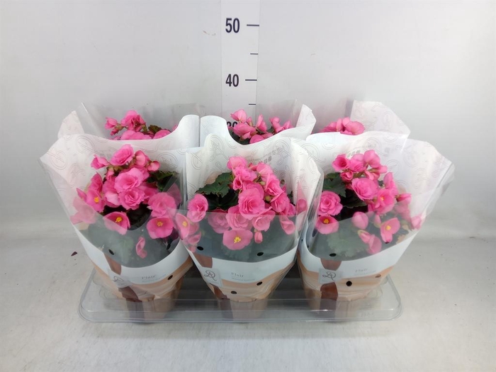 <h4>Begonia elat. HL 'Adonia Pink'</h4>