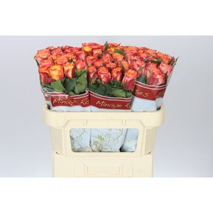 Rosa Gr Wildfox