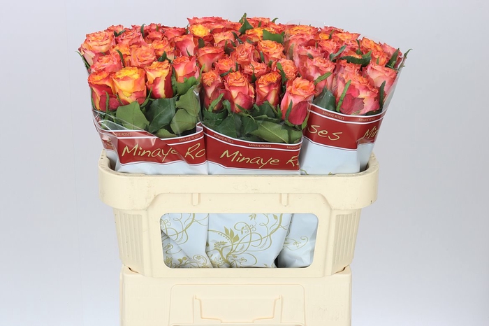 <h4>Rosa Gr Wildfox</h4>