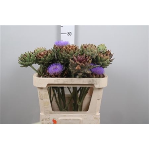 Cynara Sc Green Glob