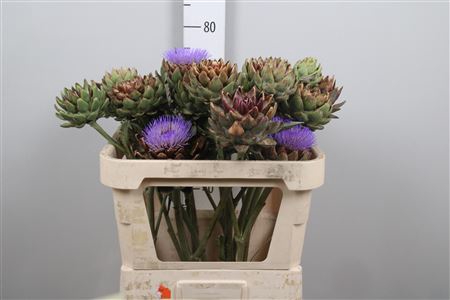<h4>Cynara Sc Green Glob</h4>