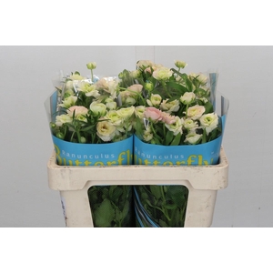 Ranunculus Butterfly Ariadne