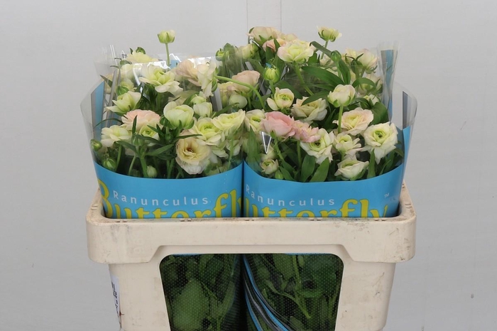 <h4>Ranunculus Butterfly Ariadne</h4>