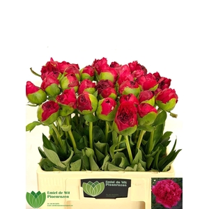 PAEO COM PERFORMANCE