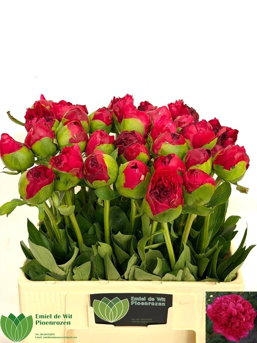 <h4>PAEO COM PERFORMANCE</h4>