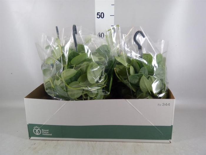 <h4>Scindapsus pictus 'Silvery Ann'</h4>
