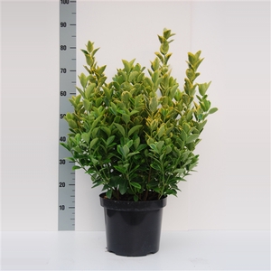 Euonymus Aurea