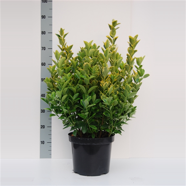 <h4>Euonymus Aurea</h4>