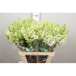 Syr V Mme Fl Stepman 4+