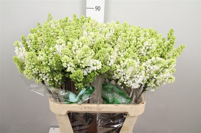 <h4>Syr V Mme Fl Stepman 4+</h4>