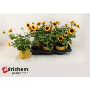 Helianthus annuus Sunbelievable Brown Eyed Girl