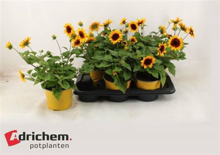 <h4>Helianthus annuus Sunbelievable Brown Eyed Girl</h4>