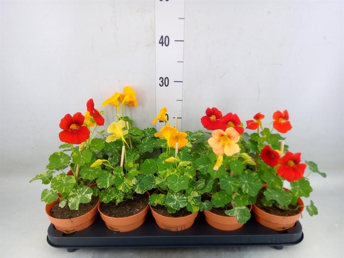 <h4>Tropaeolum majus</h4>