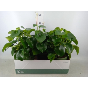 Peperomia polybotrya 'Raindrop'