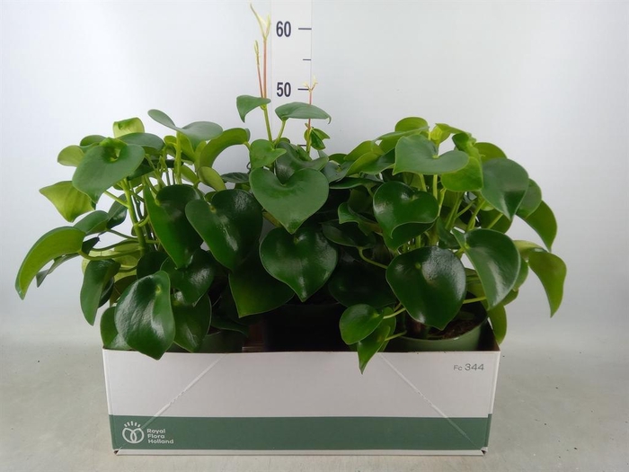 <h4>Peperomia polybotrya 'Raindrop'</h4>