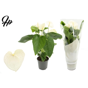 Anthurium 17 cm Alaska in Couture sleeve