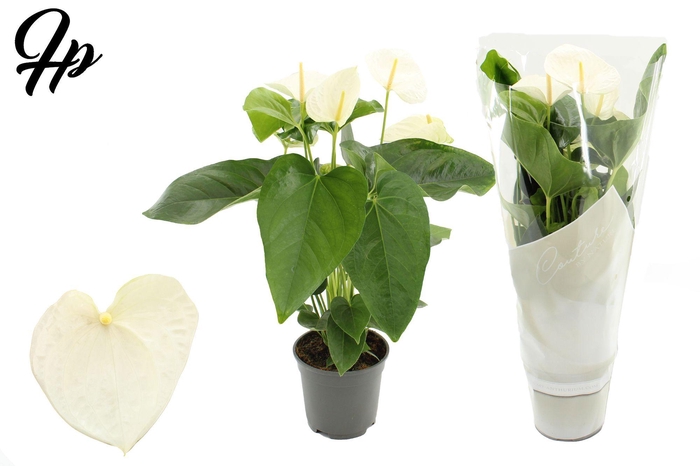 <h4>Anthurium 17 cm Alaska in Couture sleeve</h4>