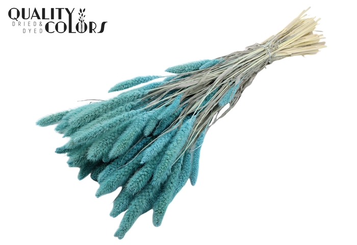Setaria per bunch Bleached  Light Blue
