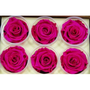 R Prs Pink Hot Sophisticated