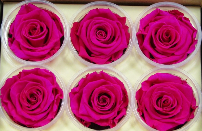 <h4>R Prs Pink Hot Sophisticated</h4>