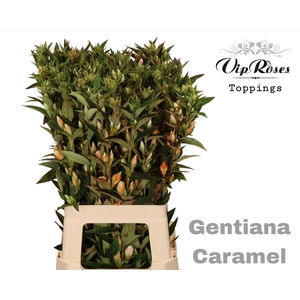GENTIANA CARAMEL