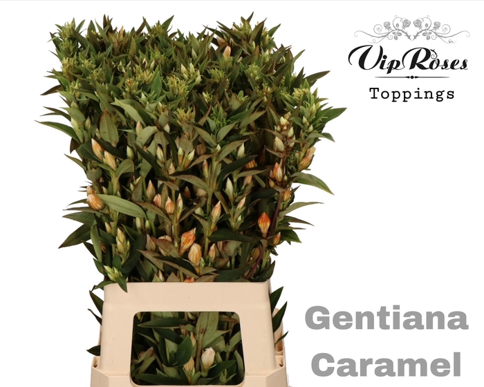 <h4>GENTIANA CARAMEL</h4>