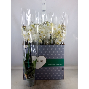 Phalaenopsis   ...white