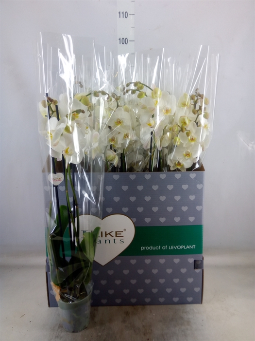 <h4>Phalaenopsis   ...white</h4>