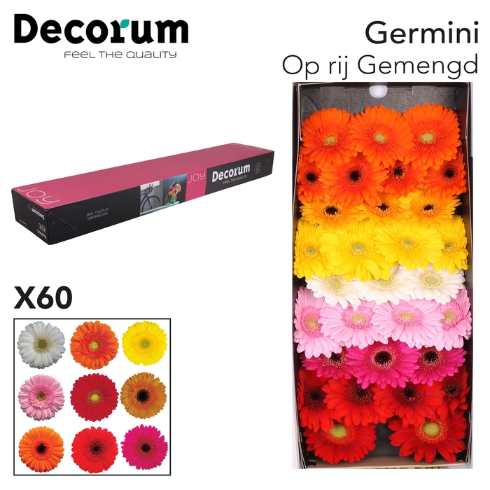 <h4>Germini Mix Doos</h4>