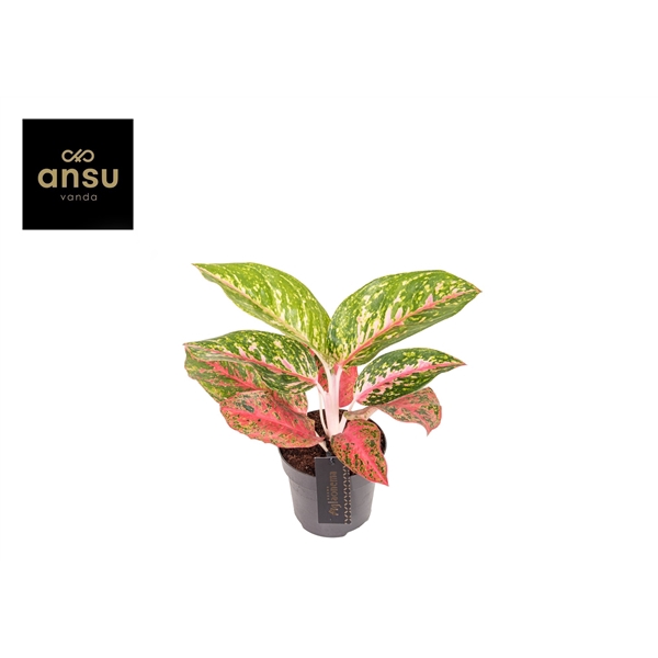 <h4>Aglaonema Red Reflections</h4>