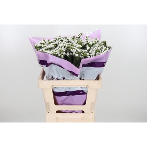 Limon S Silver Sun Birds White