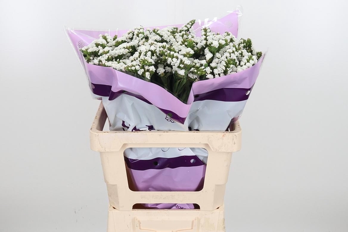 <h4>Limon S Silver Sun Birds White</h4>