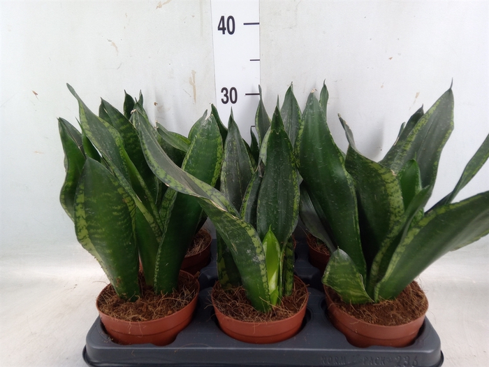 <h4>Sansevieria trifa.   ...</h4>