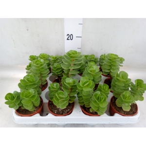 Portulacaria afra