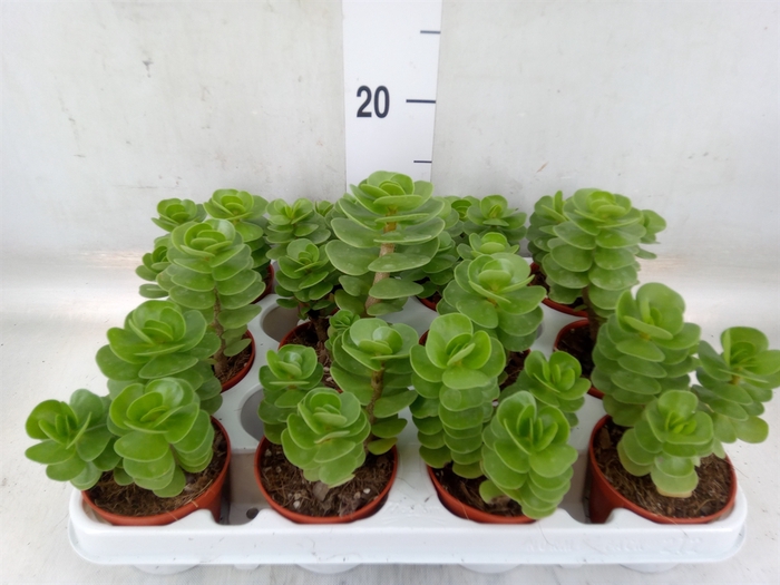 <h4>Portulacaria afra</h4>