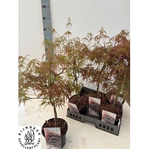 ACER PA ORNATUM