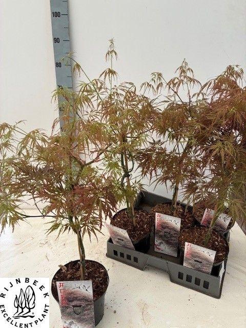 <h4>ACER PA ORNATUM</h4>