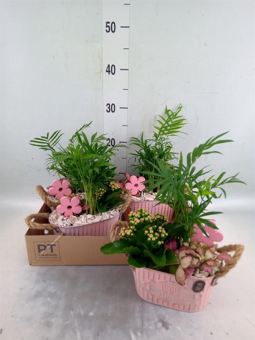 <h4>Arr.    Planten  L%</h4>