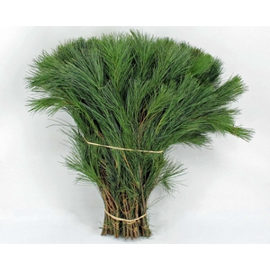 Pinus strobus extra