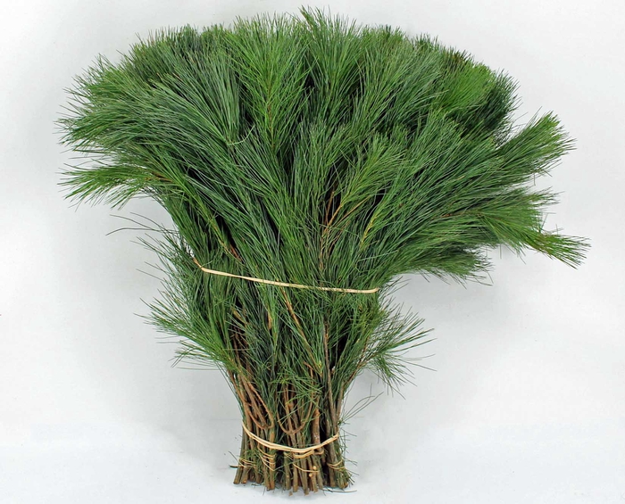 <h4>Pinus strobus extra</h4>