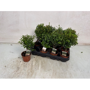 MYRSINE AFRICANA