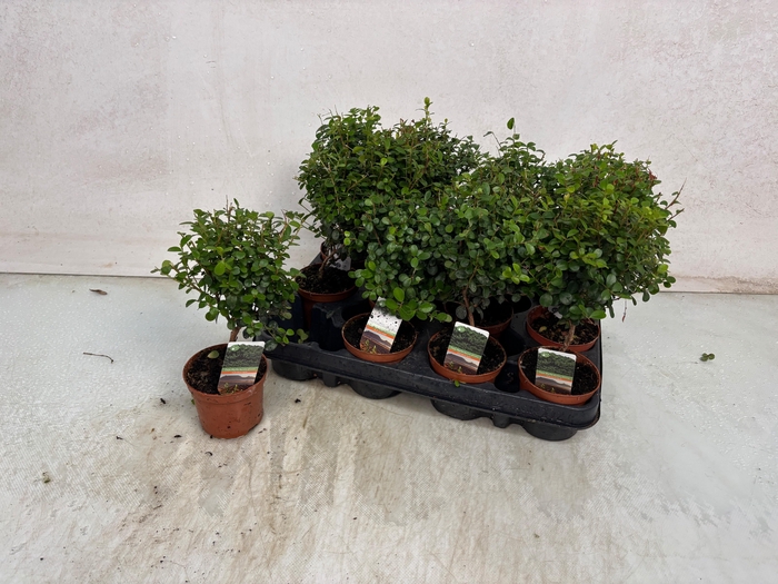 <h4>MYRSINE AFRICANA</h4>