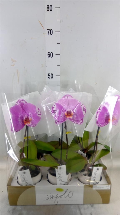 <h4>Phalaenopsis ...</h4>