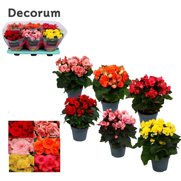 <h4>Begonia mix 14 cm (5 kleuren) Decorum</h4>