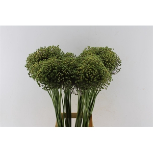 Allium Gladiator Zaaddoos